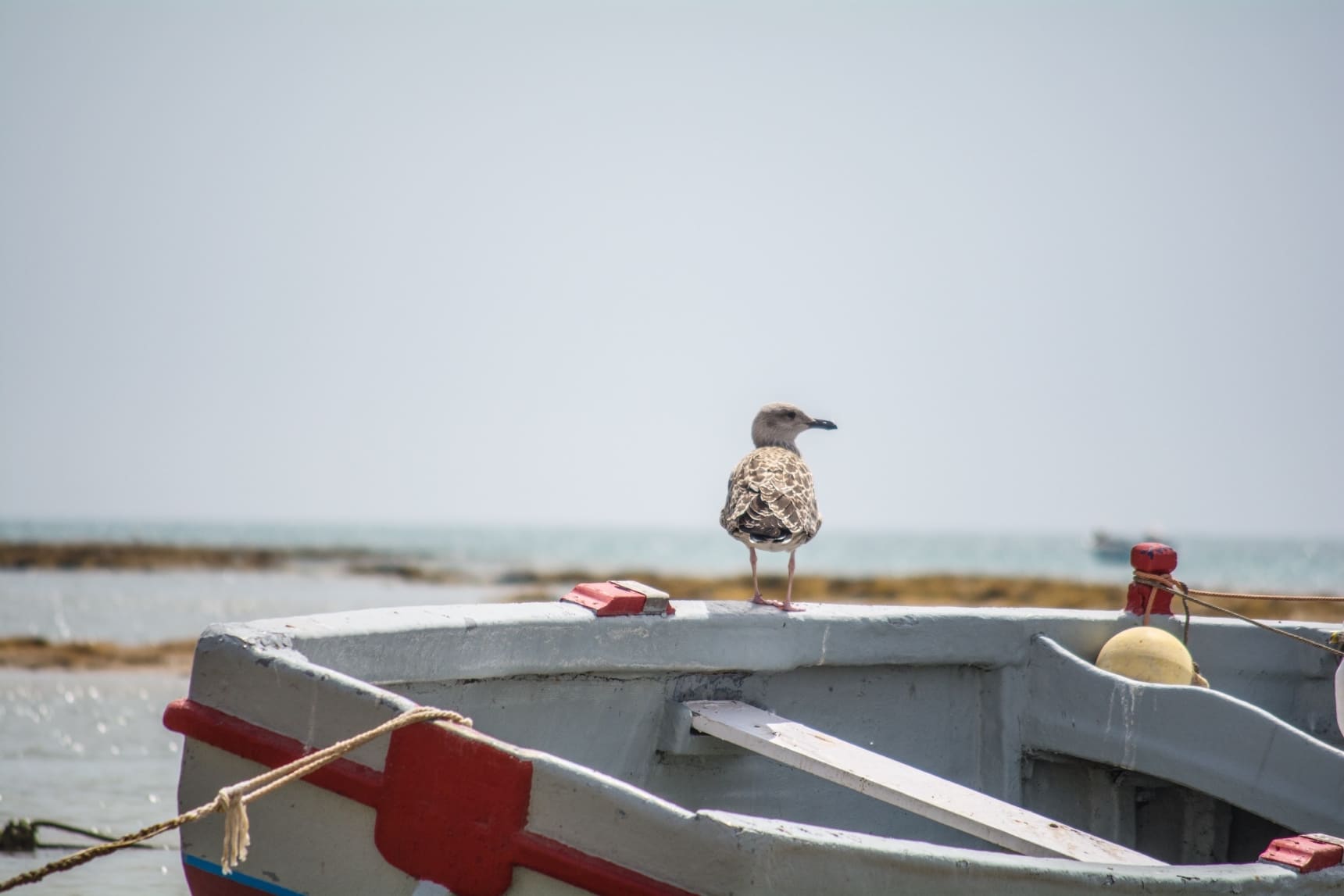 Seagull On Boat