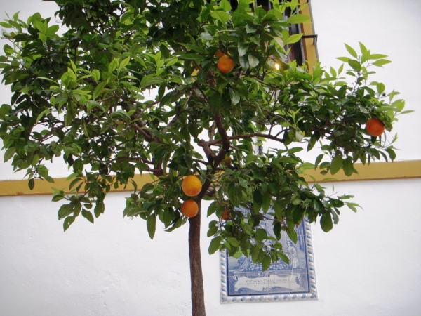 Orange Trees